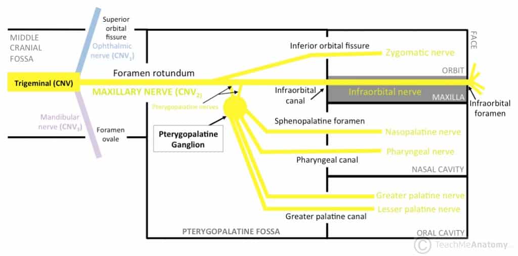 Fig 3.1 - The branches of the pterygopalatine ganglion and the maxillary nerve. Note: For simplicity, this schematic does not show: the contribution of the facial nerve (CNVII) to the pterygopalatine ganglion, the posterior superior alveolar nerves, or the nerve of the pterygoid canal.