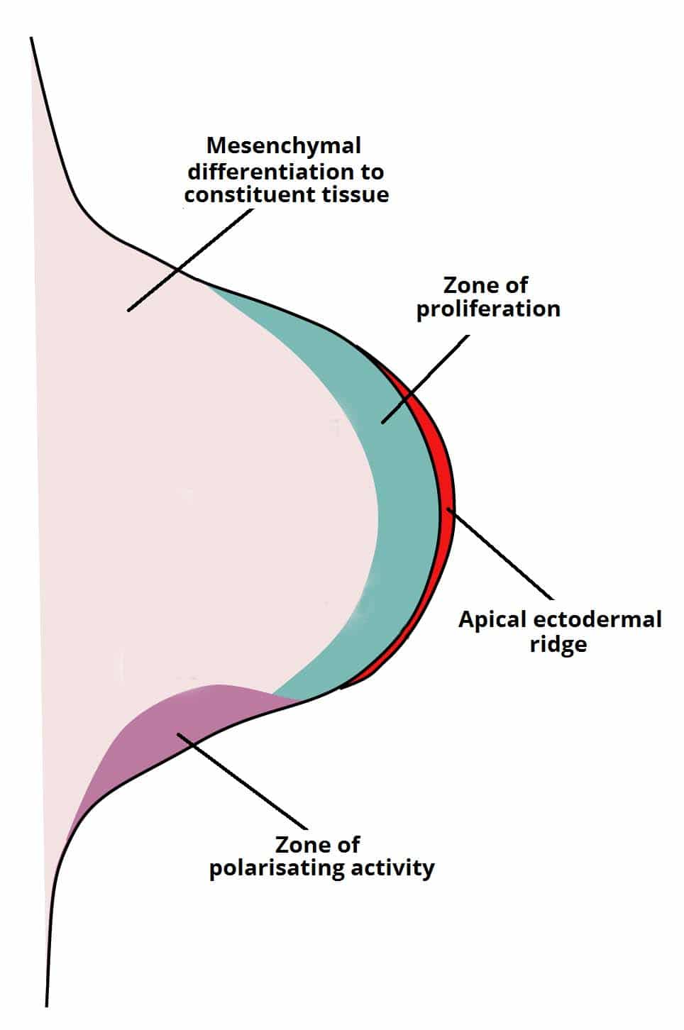 Fig 1.1 Development of the Limb Bud showing Apical Ectodermal Ridge and Underlying Tissues