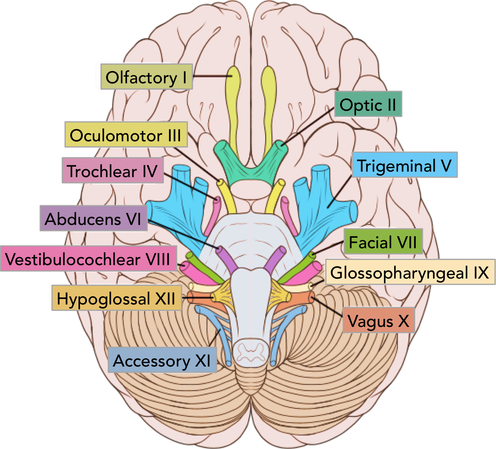 Figure 1 - The location of the cranial nerves on the cerebrum and brainstem.